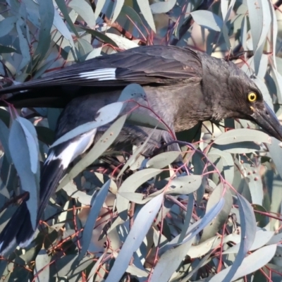 Strepera graculina (Pied Currawong) at Ainslie, ACT - 18 May 2021 by jb2602