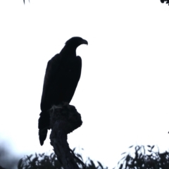 Aquila audax (Wedge-tailed Eagle) at Majura, ACT - 19 May 2021 by jbromilow50