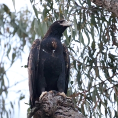 Aquila audax at Majura, ACT - suppressed