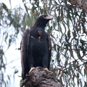 Aquila audax at Majura, ACT - suppressed