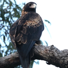 Aquila audax (Wedge-tailed Eagle) at Hackett, ACT - 19 May 2021 by jb2602