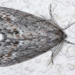 Chlenias banksiaria group (A Geometer moth) at Ainslie, ACT - 18 May 2021 by jbromilow50