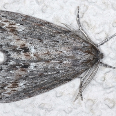 Chlenias banksiaria group (A Geometer moth) at Ainslie, ACT - 18 May 2021 by jb2602