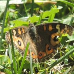 Junonia villida (Meadow Argus) at Pollinator-friendly garden Conder - 3 Apr 2021 by michaelb