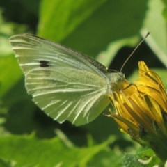 Pieris rapae (Cabbage White) at Pollinator-friendly garden Conder - 5 Apr 2021 by michaelb