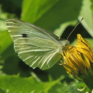 Pieris rapae at Conder, ACT - 5 Apr 2021 12:41 PM