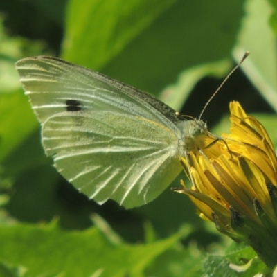 Pieris rapae (Cabbage White) at Conder, ACT - 5 Apr 2021 by MichaelBedingfield