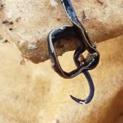 Caenoplana coerulea (Blue Planarian, Blue Garden Flatworm) at Bruce Ridge to Gossan Hill - 25 May 2021 by trevorpreston