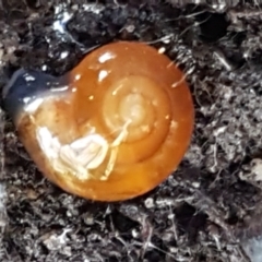 Oxychilus alliarius (Garlic Snail) at Flea Bog Flat, Bruce - 25 May 2021 by tpreston
