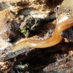 Anzoplana trilineata (A Flatworm) at Flea Bog Flat, Bruce - 25 May 2021 by tpreston