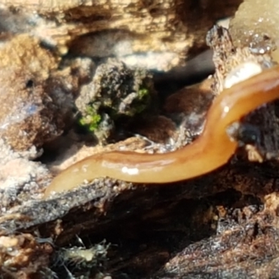 Anzoplana trilineata (A Flatworm) at Bruce, ACT - 25 May 2021 by trevorpreston