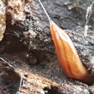 Anzoplana trilineata at Bruce, ACT - 25 May 2021