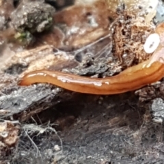 Anzoplana trilineata at Bruce, ACT - 25 May 2021