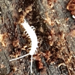 Symphyla (class) (Symphylan or garden centipede) at Bruce, ACT - 25 May 2021 by trevorpreston