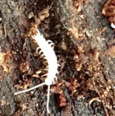 Symphyla (class) (Symphylan or garden centipede) at Flea Bog Flat, Bruce - 25 May 2021 by trevorpreston