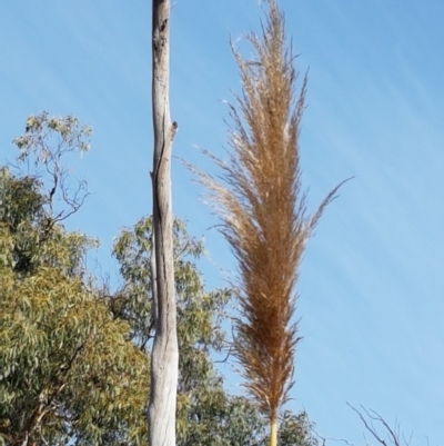 Cortaderia jubata (Pink Pampas Grass) at Flea Bog Flat, Bruce - 25 May 2021 by tpreston