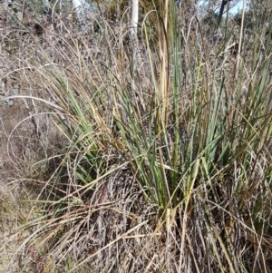 Cortaderia jubata at Bruce, ACT - 25 May 2021