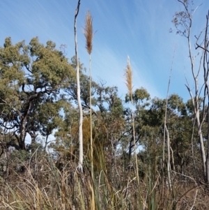 Cortaderia jubata at Bruce, ACT - 25 May 2021 10:45 AM