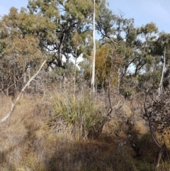 Cortaderia jubata at Bruce, ACT - 25 May 2021