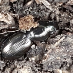 Promecoderus sp. (genus) (Predaceous ground beetle) at Aranda, ACT - 25 May 2021 by trevorpreston