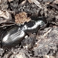 Promecoderus sp. (genus) (Predaceous ground beetle) at Flea Bog Flat, Bruce - 25 May 2021 by tpreston