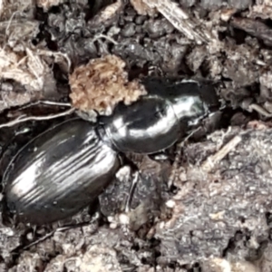 Promecoderus sp. (genus) at Aranda, ACT - 25 May 2021 10:56 AM