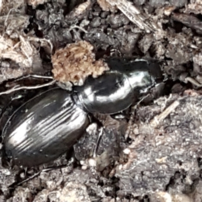 Promecoderus sp. (genus) (Predaceous ground beetle) at Bruce Ridge to Gossan Hill - 25 May 2021 by trevorpreston