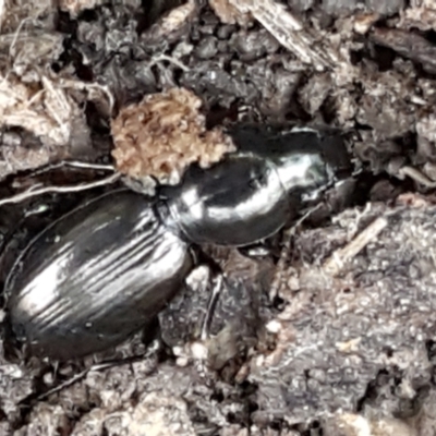 Promecoderus sp. (genus) (Predaceous ground beetle) at Aranda, ACT - 25 May 2021 by trevorpreston