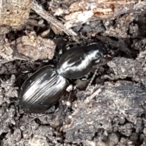 Promecoderus sp. (genus) at Aranda, ACT - 25 May 2021 10:56 AM