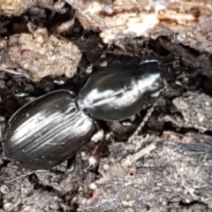 Promecoderus sp. (genus) at Aranda, ACT - 25 May 2021