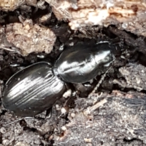 Promecoderus sp. (genus) at Aranda, ACT - 25 May 2021 10:56 AM