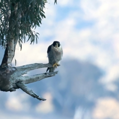 Falco peregrinus (Peregrine Falcon) at Majura, ACT - 19 May 2021 by jb2602