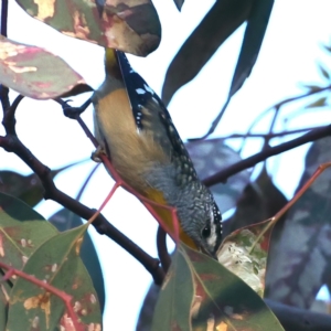 Pardalotus punctatus at Ainslie, ACT - 18 May 2021