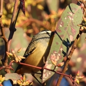 Pardalotus punctatus at Ainslie, ACT - 18 May 2021