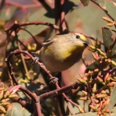 Pardalotus striatus (Striated Pardalote) at Ainslie, ACT - 18 May 2021 by jbromilow50