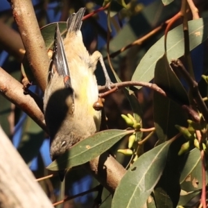 Pardalotus striatus at Ainslie, ACT - 18 May 2021