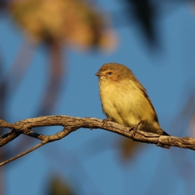 Smicrornis brevirostris (Weebill) at Ainslie, ACT - 18 May 2021 by jb2602