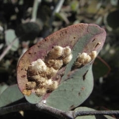 Cardiaspina sp. (genus) (Lace or Basket lerp) at Chapman, ACT - 13 Apr 2021 by BarrieR