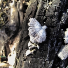 Schizophyllum commune (Split Gill Fungus) at Paddys River, ACT - 16 May 2021 by BarrieR