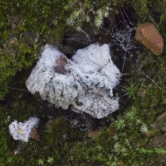 Unidentified Fungus at Acton, ACT - 21 May 2021 by BarrieR