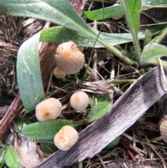 Coprinellus etc. (An Inkcap) at Tennent, ACT - 25 May 2021 by SandraH