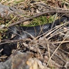 Pseudechis porphyriacus (Red-bellied Black Snake) at Jerrabomberra Wetlands - 25 May 2021 by davidcunninghamwildlife