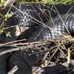 Pseudechis porphyriacus at Fyshwick, ACT - 25 May 2021