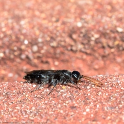 Apocrita (suborder) (Unidentified wasp) at ANBG - 25 May 2021 by Roger