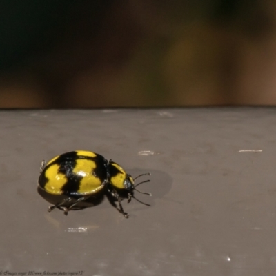 Illeis galbula (Fungus-eating Ladybird) at Acton, ACT - 25 May 2021 by Roger