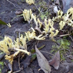 Ramaria sp. (A Coral fungus) at Yass River, NSW - 25 May 2021 by SenexRugosus