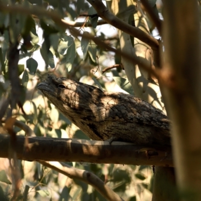 Podargus strigoides (Tawny Frogmouth) at Fyshwick, ACT - 25 May 2021 by davidcunninghamwildlife