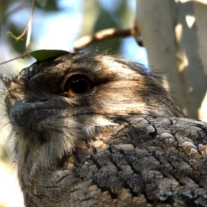 Podargus strigoides at Fyshwick, ACT - 25 May 2021