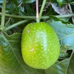 Passiflora herbertiana subsp. herbertiana (Native Passionfruit) at Robertson - 25 May 2021 by KarenG