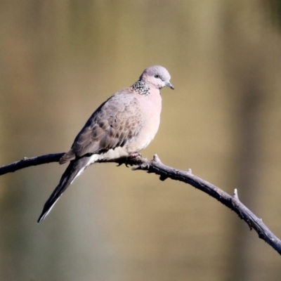Spilopelia chinensis (Spotted Dove) at Stranger Pond - 23 May 2021 by RodDeb